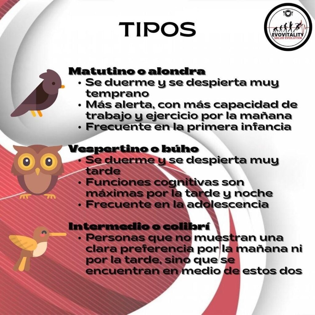 tipos de cronotipo